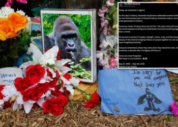 White House commemorates ‘true patriot’ Harambe on what would have been gorilla’s 27th birthday in bizarre post: ‘Rest easy’