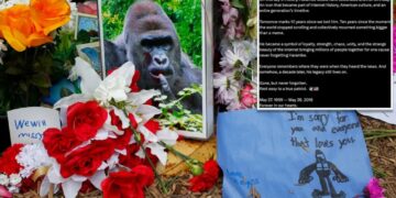 White House commemorates ‘true patriot’ Harambe on what would have been gorilla’s 27th birthday in bizarre post: ‘Rest easy’