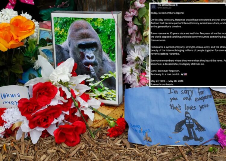 White House commemorates ‘true patriot’ Harambe on what would have been gorilla’s 27th birthday in bizarre post: ‘Rest easy’