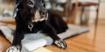 Ask a Vet: Is there a pill that can help my dog live longer?