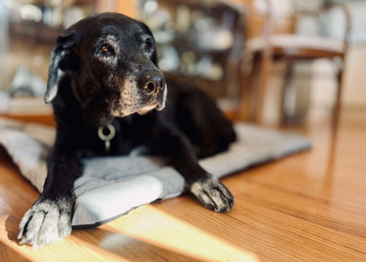 Ask a Vet: Is there a pill that can help my dog live longer?