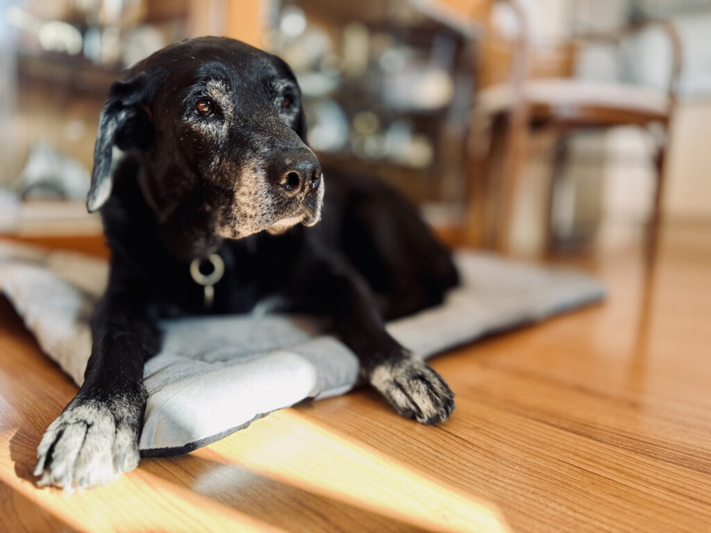 Ask a Vet: Is there a pill that can help my dog live longer?