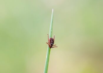 6 tick-borne diseases that should be on your radar