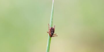 6 tick-borne diseases that should be on your radar