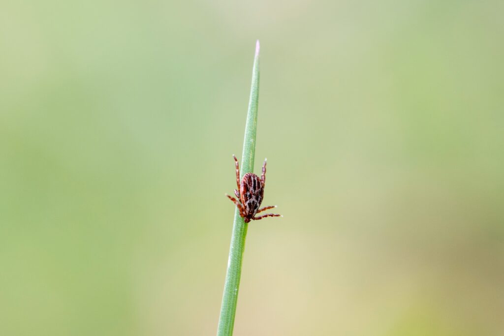 6 tick-borne diseases that should be on your radar
