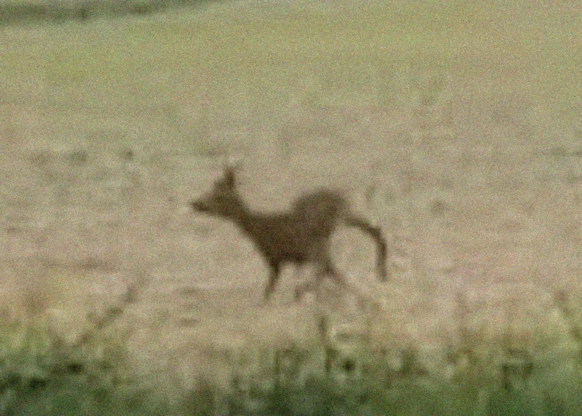 WATCH: This Deer Got So Drunk on Fermented Plants That Police Had to Warn Drivers to Be Careful Nearby