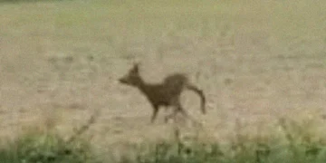 WATCH: This Deer Got So Drunk on Fermented Plants That Police Had to Warn Drivers to Be Careful Nearby