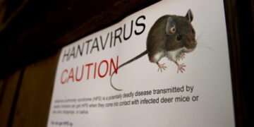 ‘You Just Can’t Get the Air In’: How Hantavirus Turns Deadly