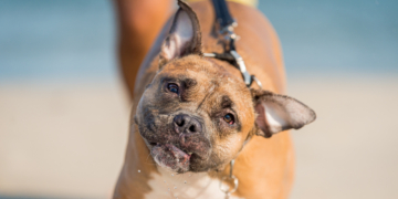 Why Your Dog or Cat Keeps Shaking Their Head (and When to Call the Vet)