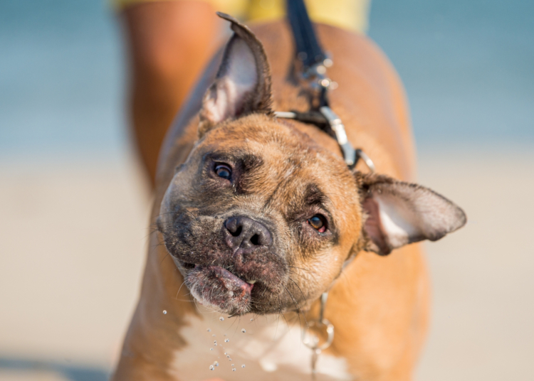 Why Your Dog or Cat Keeps Shaking Their Head (and When to Call the Vet)