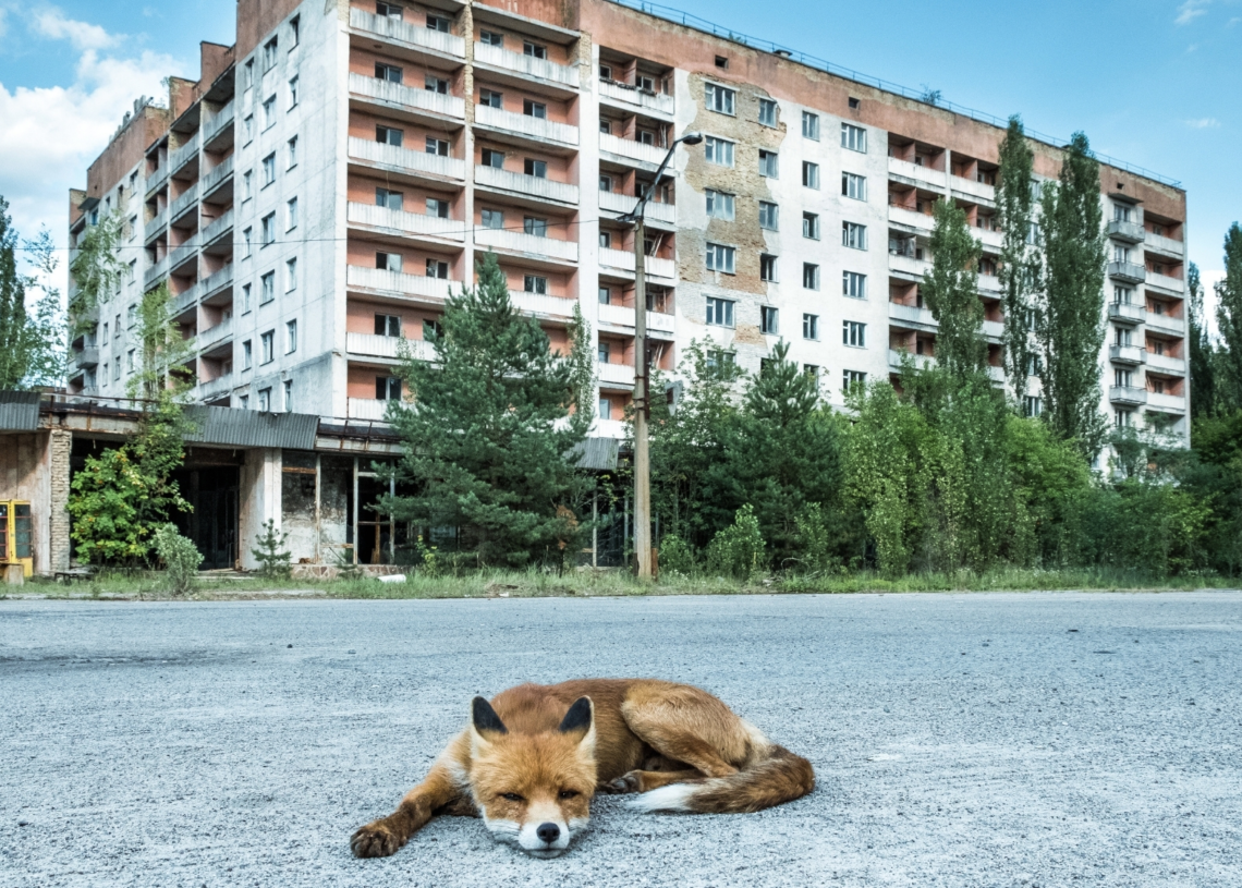 Wild Animals Are Thriving in Chornobyl 40 Years After the Disaster, and the Reason Why Is Pretty Depressing