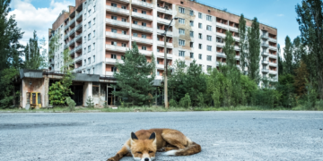 Wild Animals Are Thriving in Chornobyl 40 Years After the Disaster, and the Reason Why Is Pretty Depressing