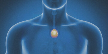 The body’s most mysterious organ may play a key role in longevity and cancer