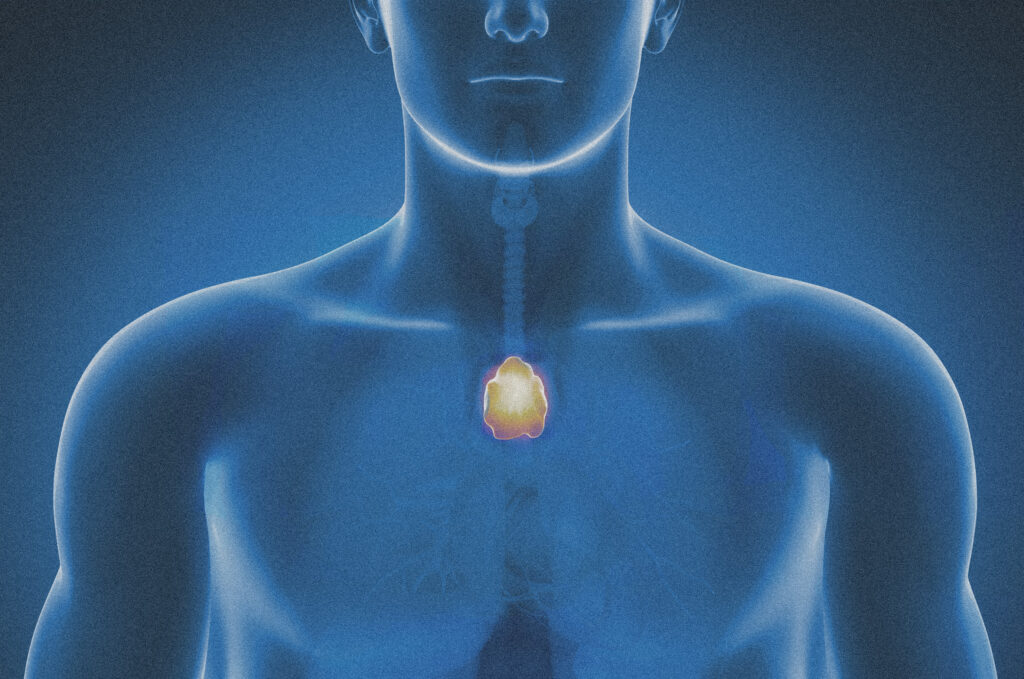 The body’s most mysterious organ may play a key role in longevity and cancer