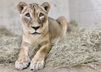 One of the oldest lions in U.S. dies at the National Zoo