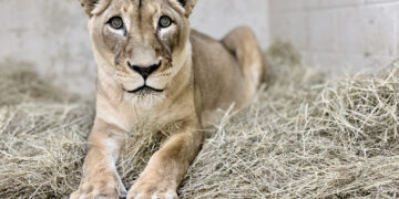 One of the oldest lions in U.S. dies at the National Zoo