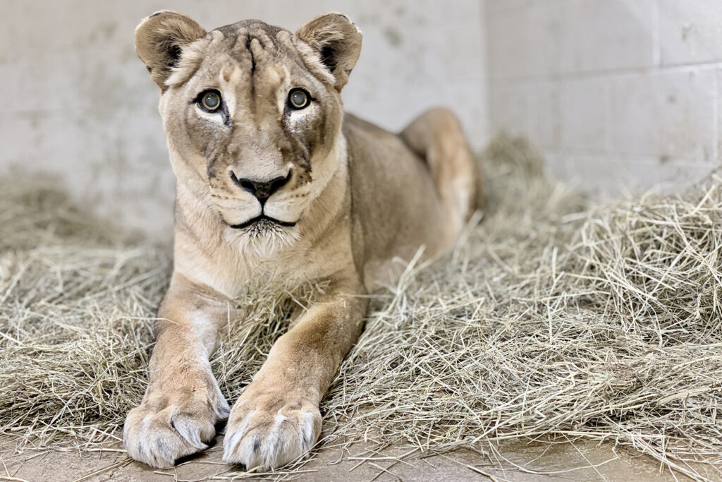 One of the oldest lions in U.S. dies at the National Zoo