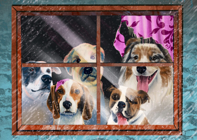 How to keep pets from going nuts when the weather keeps you inside