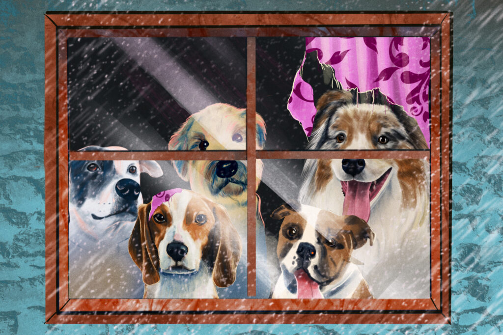 How to keep pets from going nuts when the weather keeps you inside