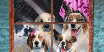 Tips to keep dogs happy when it’s too hot or cold for walks