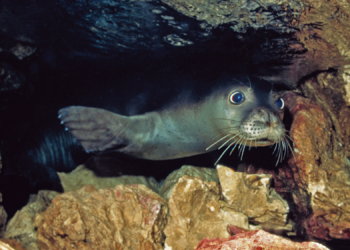 Why These Rare Monk Seals Invented Secret Underwater Panic Rooms