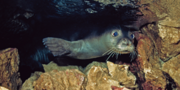 Why These Rare Monk Seals Invented Secret Underwater Panic Rooms