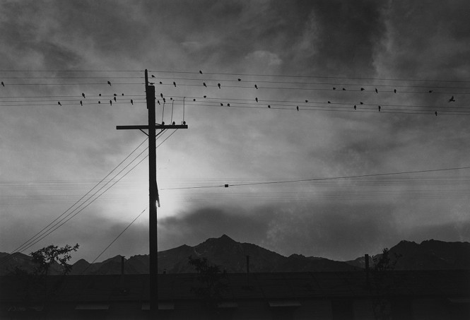 In a black and white photo, birds sit on a telephone line 