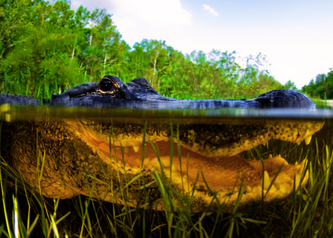 As If Alligators Weren’t Intimidating Enough, They Also Have Permanent Boners
