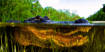 As If Alligators Weren’t Intimidating Enough, They Also Have Permanent Boners