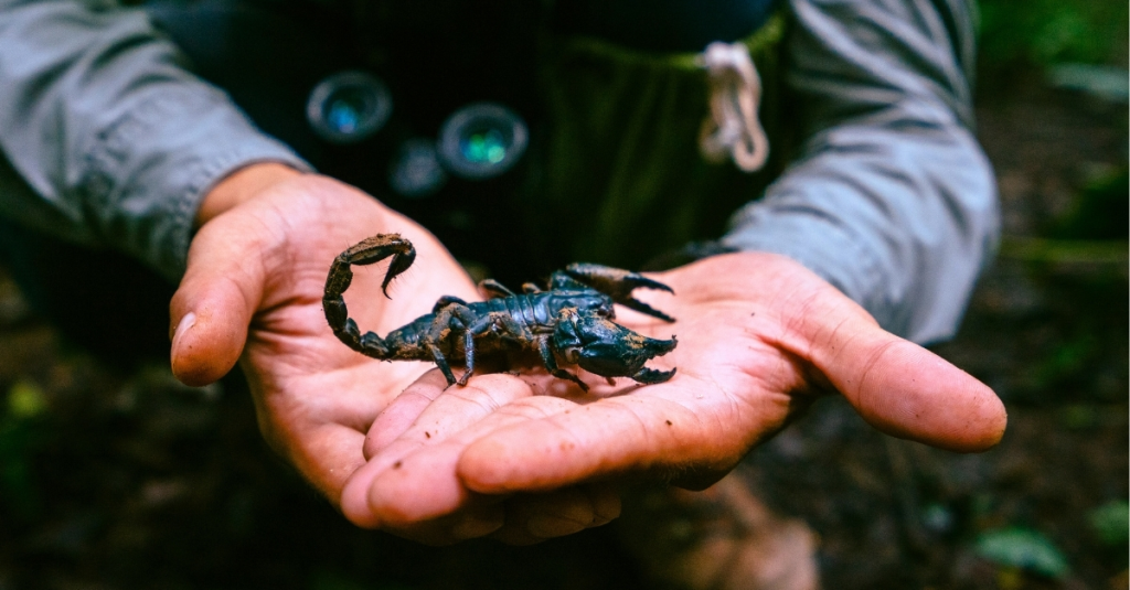 an-amazonian-scorpions-venom-could-kill-you-but-it-might-also-kill-breast-cancer-cells