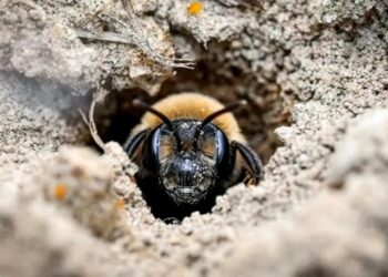 Millions of Bees Have Thrived Under a New York Cemetery for More Than a Century