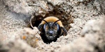 Millions of Bees Have Thrived Under a New York Cemetery for More Than a Century
