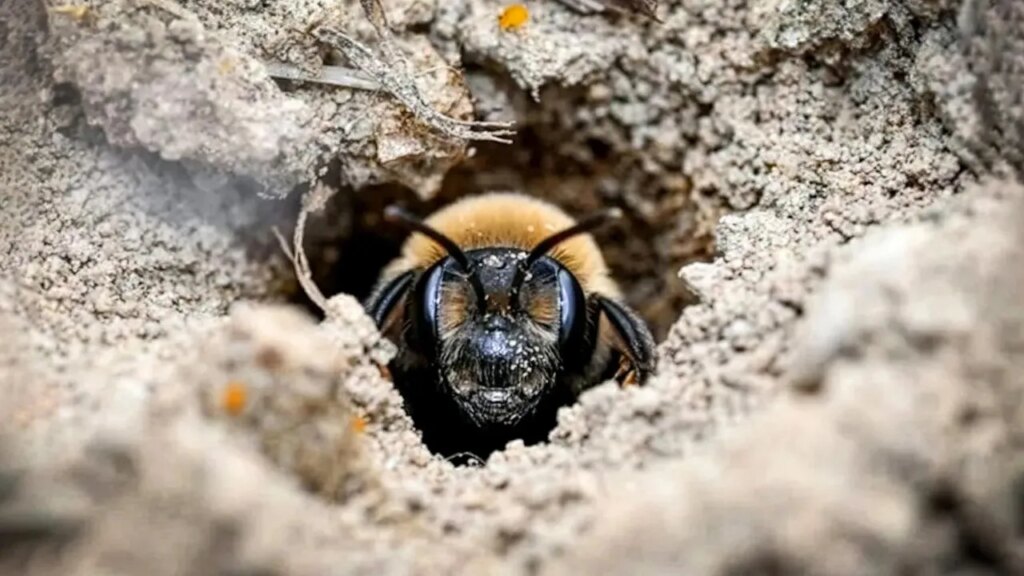 Millions of Bees Have Thrived Under a New York Cemetery for More Than a Century