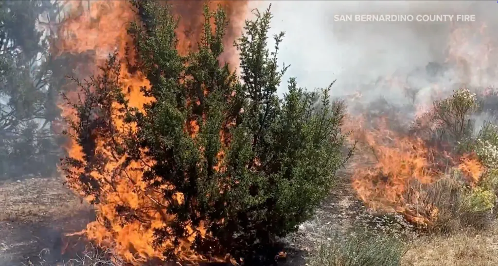 A large shrub on fire during the Trinity Fire in San Bernardino County.