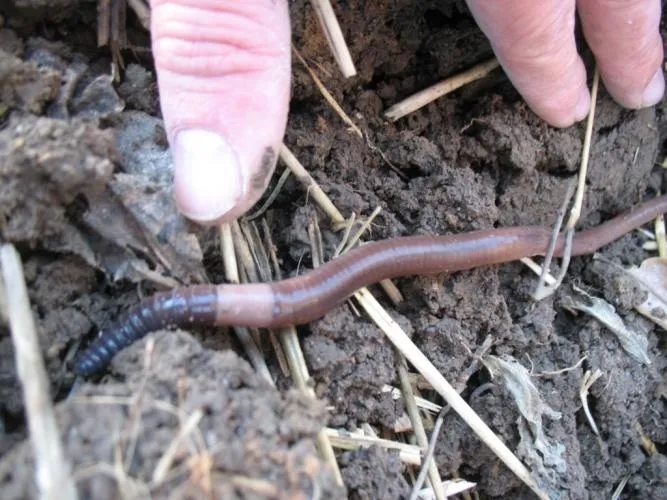 A worm and fingers that look like they're going to pick it up