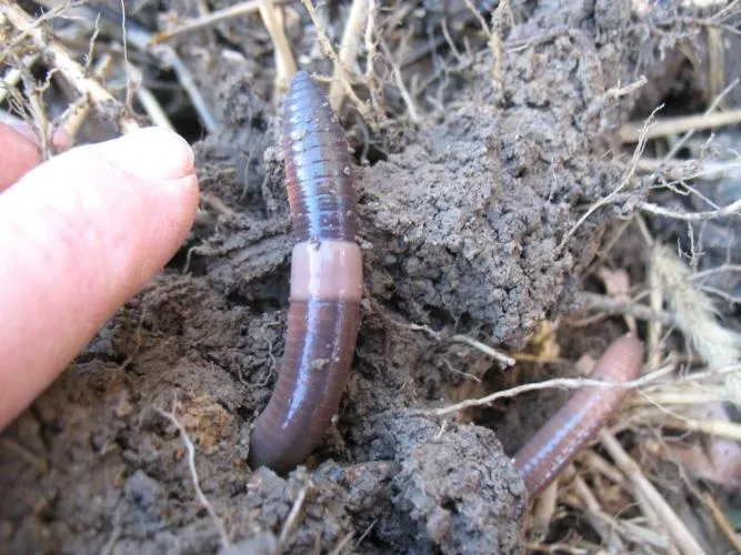 An Asian Jumping Worm and a person's finger pointing to it
