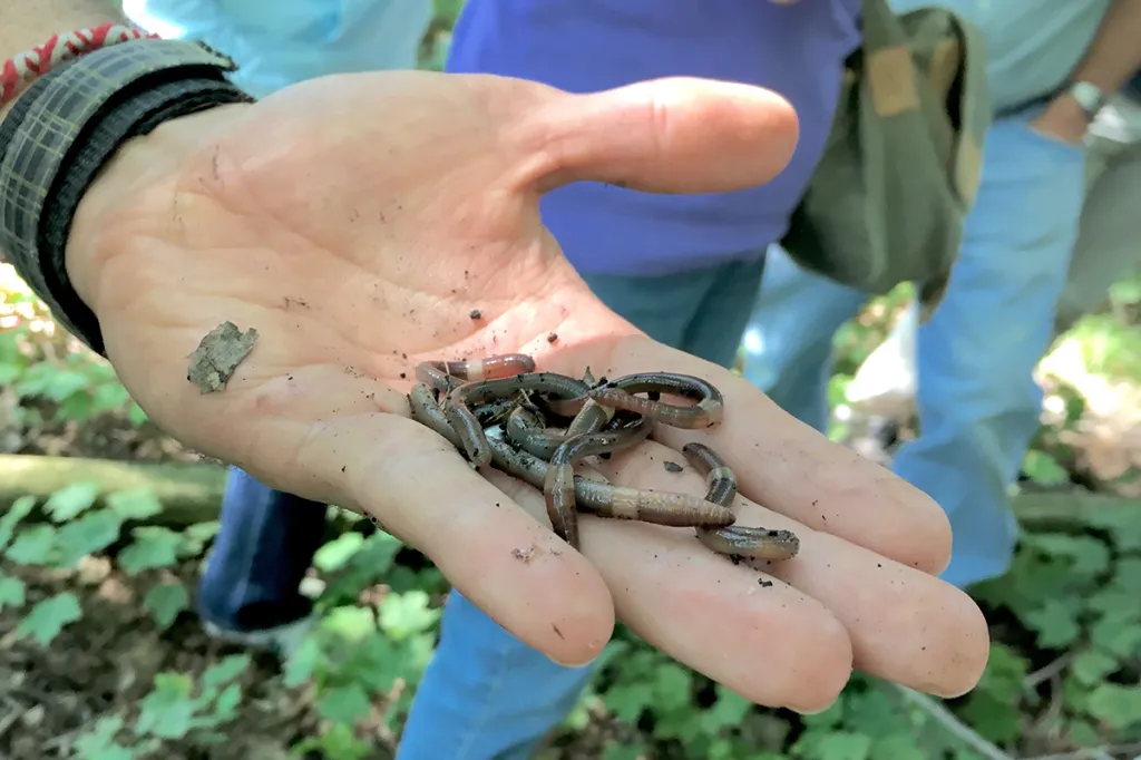 A hand holding a bunch of worms.
