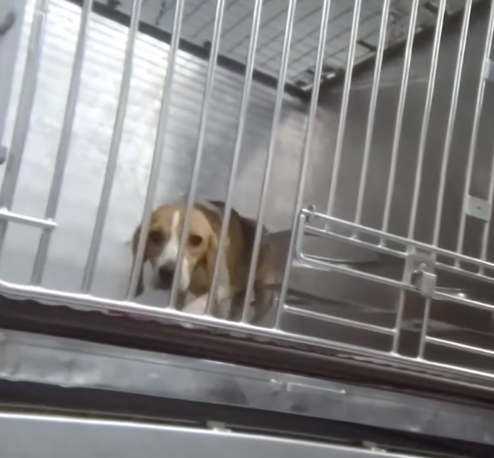 A beagle looking out from inside a metal cage.