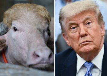 Viral albino buffalo named ‘Donald Trump’ spared from Eid sacrifice in Bangladesh