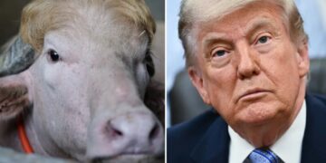 Viral albino buffalo named ‘Donald Trump’ spared from Eid sacrifice in Bangladesh