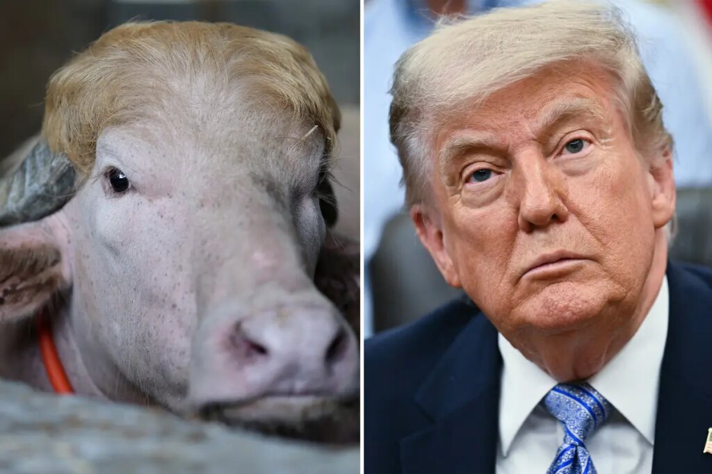 Viral albino buffalo named ‘Donald Trump’ spared from Eid sacrifice in Bangladesh