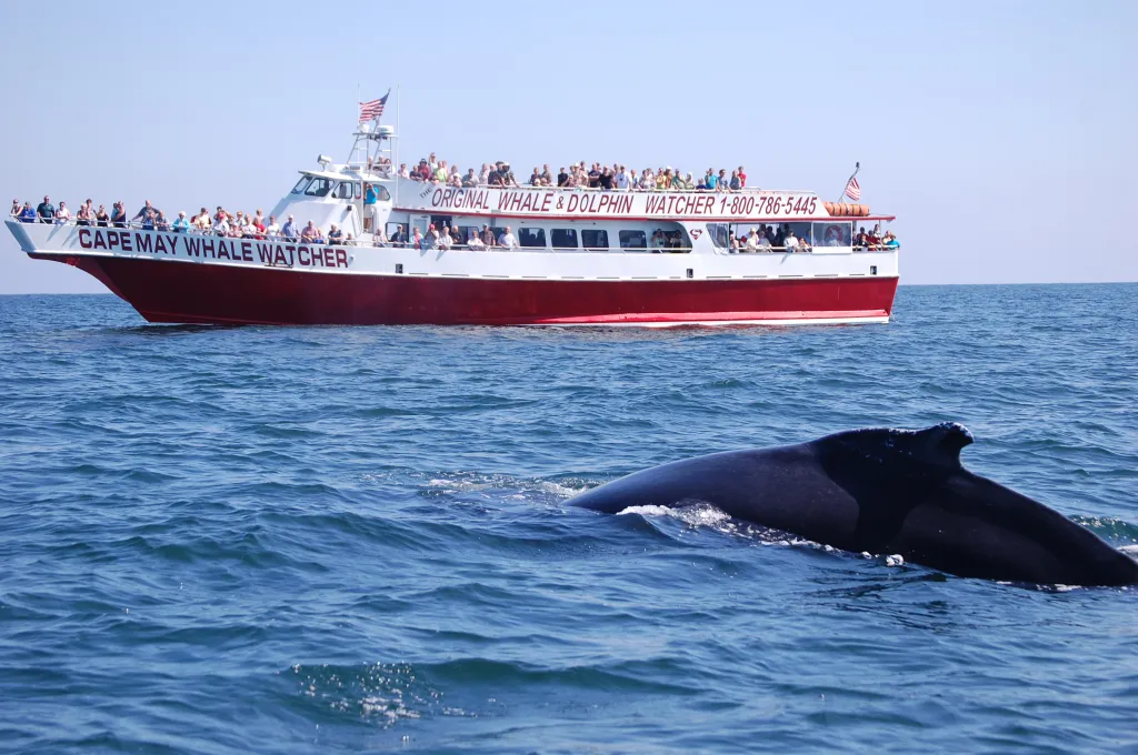 A whale-watching boat carrying many passengers, with a humpback whale surfacing in the foreground.