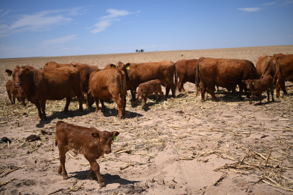 Cattle on parched rangeland due to drought conditions.