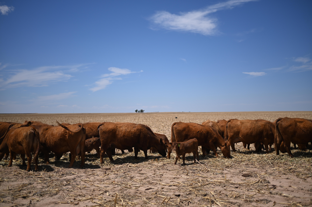 Cattle feeding on parched rangeland under a blue sky.