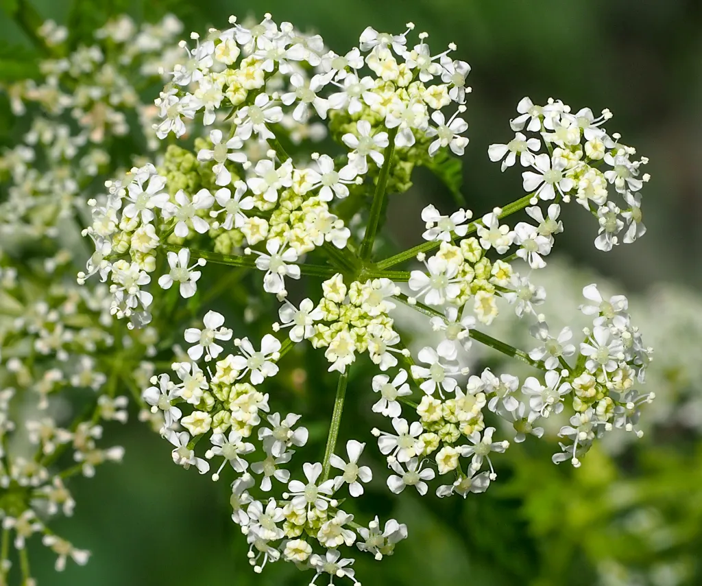 Close-up of white Poison Hemlock flowers.