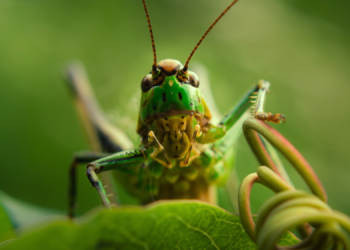 Scientists Have New Sympathy for Crickets. Reptiles Disagree.