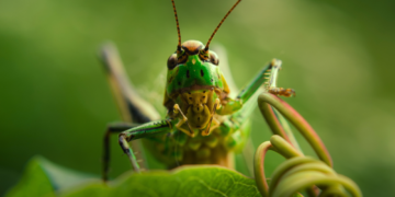 Scientists Have New Sympathy for Crickets. Reptiles Disagree.