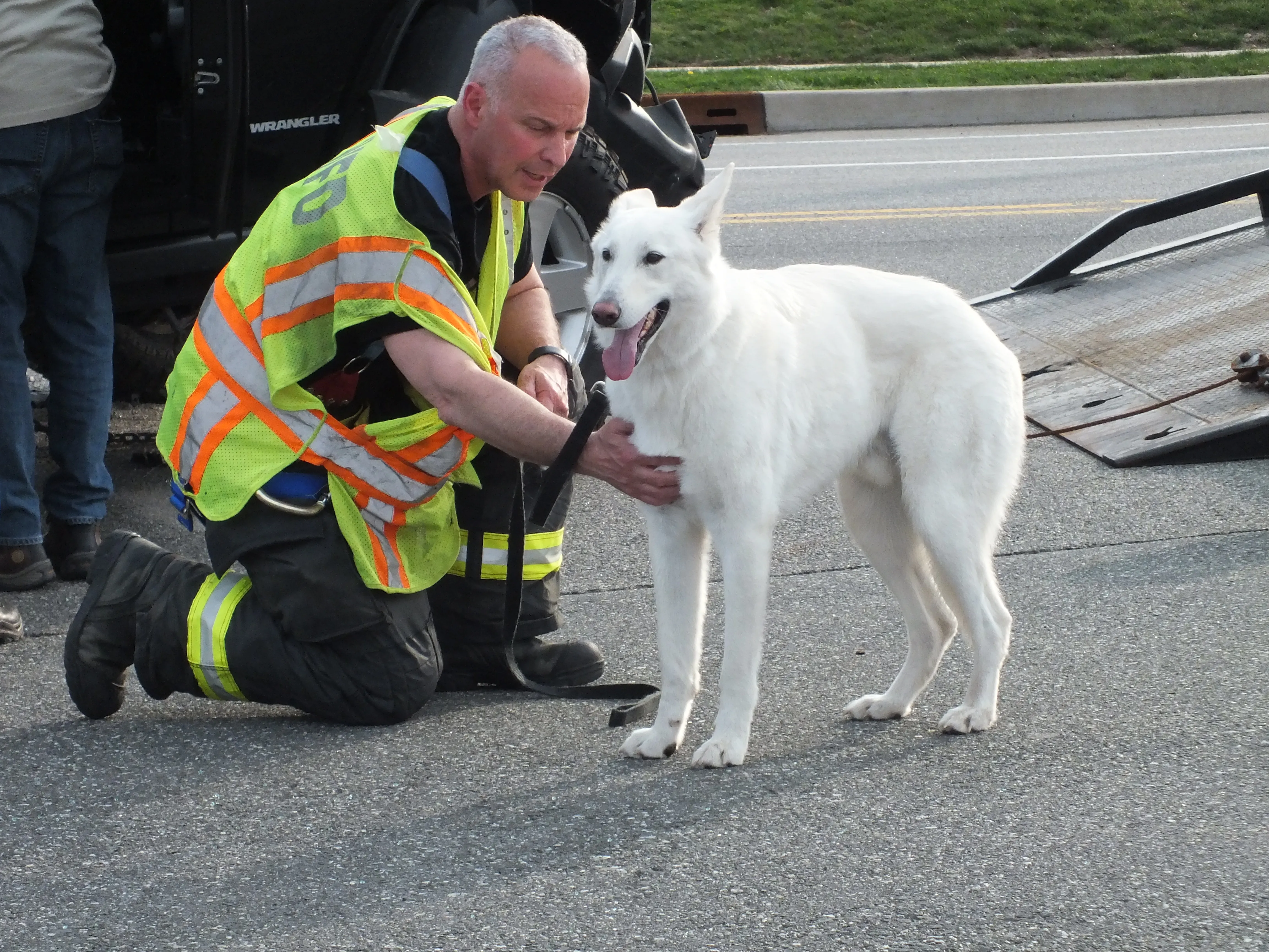 A dog at the scene of the car accident.