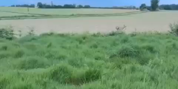 Beware of Drunk Deer, French Police Say, Announcing Season of Inebriation
