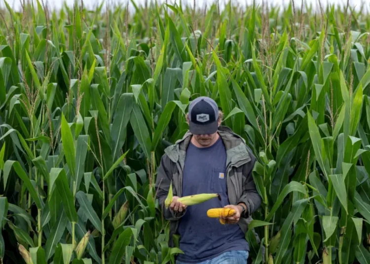 Minnesota farmers are going bankrupt at twice last year’s rate — and some blame Trump